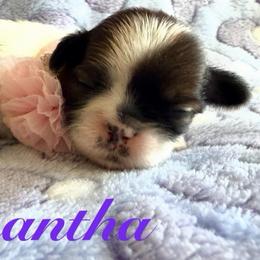 Samantha - Red and white female Shih Tzu puppy in Hemet, California from Aloha Shih Tzu