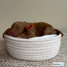 Mistletoe - Red  male Goldendoodle puppy in Crothersville, Indiana from Wischmeier’s Doodles
