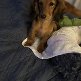 Dachshund Puppies from Little Legs Miniature Dachshunds