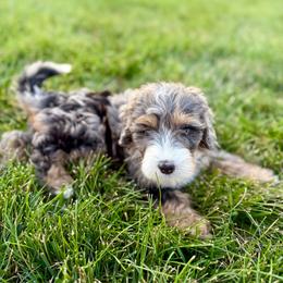 Dune - FF -- Curl - Merle female Bernedoodle puppy in Bowling Green, Ohio from Windy Creek Doodles