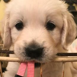 Golden Retriever Puppies from Chrysanthos Golden Retrievers