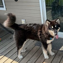 Rose - Black and white female Alaskan Malamute puppy in Michigan from Warrior’s Legacy Alaskan Malamutes