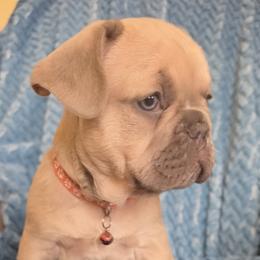 Scruffy - Fawn male French Bulldog puppy in Silver Springs, Florida from Laura Bryce