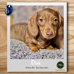 Chai - Chocolate and cream female Dachshund puppy in Cave Junction, Oregon from Rockindachs