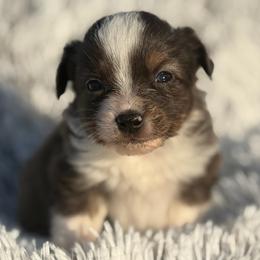 Dottie - Blue merle female Toy Australian Shepherd puppy in Ambrose, Georgia from Brandilyn's Aussies