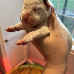 Ares Male 4 - White male Boxer puppy in Charleston, Arkansas from Guardian Kennels