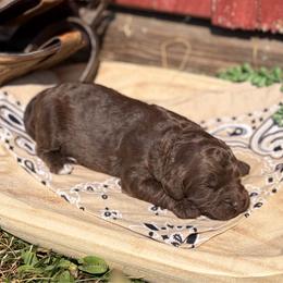 Cheyenne - Chocolate female Goldendoodle puppy in Zeeland, Michigan from Dandelion Lane Doodles