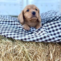Clyde - Red male Dachshund puppy in California from Ranch Hand Weenies