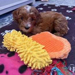 Cavapoo Puppies from AZ Cavapoos