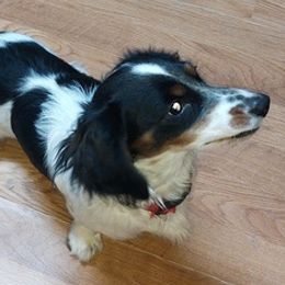 Dachshunds and Treeing Feists from 10x Farms