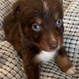 Kree - Red tri-color female Australian Shepherd puppy in Albertville, Alabama from Salt Creek Aussies
