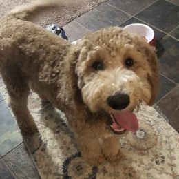 Georgia - Goldendoodle