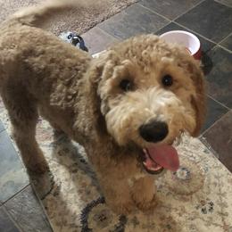 Georgia - Goldendoodle