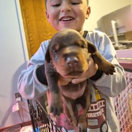 Doberman Pinscher Puppies from Stand Alone European Dobermans