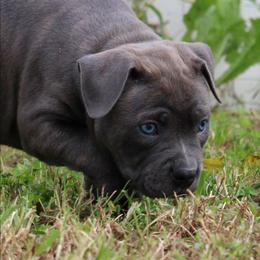 Ruth - Blue brindle female American Bully puppy in Easton, Maryland from Night Court Bullies
