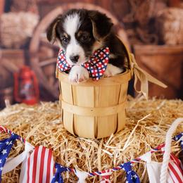 Pembroke Welsh Corgi Puppies from Big Sky Corgis
