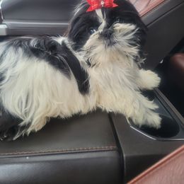 Boy 2 - Shih Tzu puppy from Keeper of the Stars