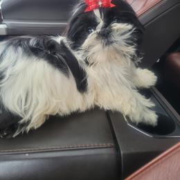 Boy 2 - Shih Tzu puppy from Keeper of the Stars