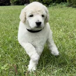 Mr Black Collar (video) - White male Poodle puppy in Screven, Georgia from Dreamland Standard Poodles