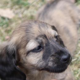 Dachshund Puppies from Bald Mountain Dachshunds