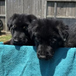 German Shepherd Puppies from Antler Ranch German Shepherd Dogs