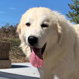 Bailey - Great Pyrenees