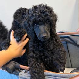 AKC Apollo - Red - Black male Poodle puppy in Baytown, Texas from Charlotte & Co. Miniature Poodles