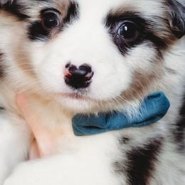 Rowan - Blue merle male Australian Shepherd puppy in Austin, Texas from Sweetwater Australian Shepherds