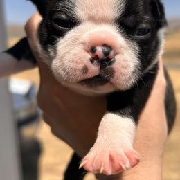 Pixies brindle girl - Black brindle and white female Boston Terrier puppy in Yakima, Washington from Barnett’s AKC Boston Terriers