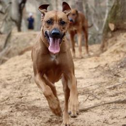 Rhodesian Ridgebacks from Jessica's Rhodesian Ridgebacks