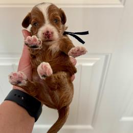 Navy - Red  male Goldendoodle puppy in Fruita Colorado, Colorado from Oodles of Teacup Doodles
