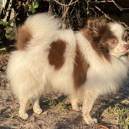 Pomeranian puppies from Shakhor Ohr Collies and Pomeranians