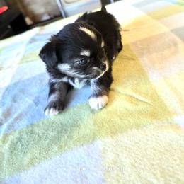 Chihuahua Puppies from Hart's Chihuahuas