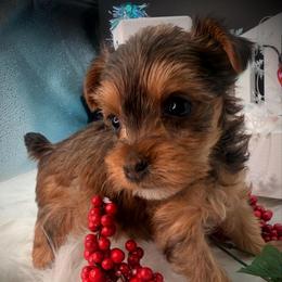 Boy - Tan male Yorkshire Terrier puppy in Machesney Park, Illinois from Three Yorkie Family
