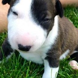 Miniature Bull Terriers from Annwn Mini Bulls