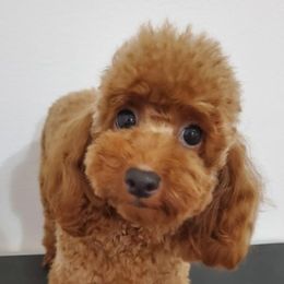 Poodles from Poodle Angel