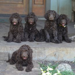 Australian Labradoodle Puppies from Texas Labradoodles