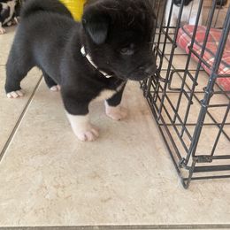 Akita Puppies from Gloe Akita's