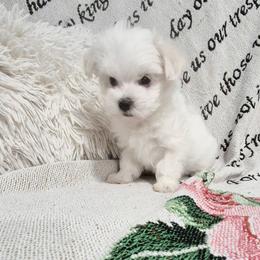 Leo - White male Maltese puppy in Austin, Texas from Austin Maltese Babies