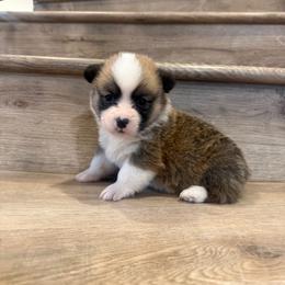 Orion - Red male Pembroke Welsh Corgi puppy in Phelan, California from Desert Sunset Pembroke Welsh Corgis