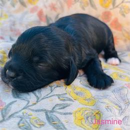 Jasmine - Black and white female Cavapoo puppy in Jackson, California from Oodles & Doodles