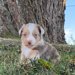 Reef - Red merle male Miniature Australian Shepherd puppy in California, Kentucky from Sonlight Ridge Aussies