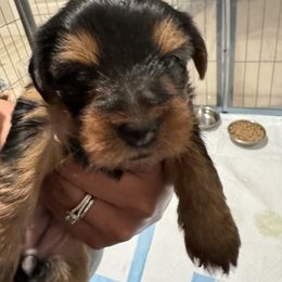 Yorkshire Terrier Puppies from Yorkshire Terrier Puppies
