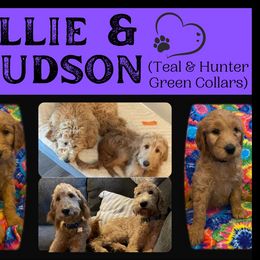 Goldendoodle All Grown Up from Nebraska Doodle Crew
