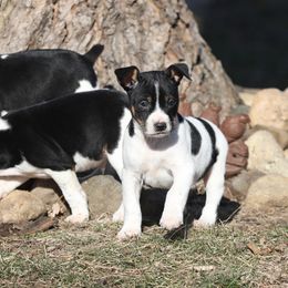 Australian Terrier and Rat Terrier Puppies from Seegmiller Standard Rat Terriers