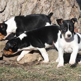Australian Terrier and Rat Terrier Puppies from Seegmiller Standard Rat Terriers