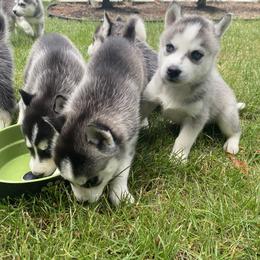 Siberian Husky Puppies from PNWHuskies