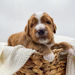 Green collar boy - Red  male Goldendoodle puppy in Newcastle, Oklahoma from Ritzy Creek Doodles