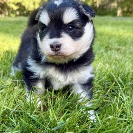 Minnow - Black and white female Pomsky puppy in Auburn, Washington from Periwinkle Pomskies
