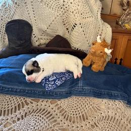 Boy 1 Ace - White male Anatolian Pyrenees puppy in Clifton, Illinois from Mcginnis Guardian Dogs